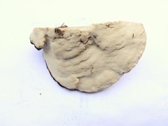 Spongipellis spumeus