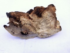 Spongipellis spumeus