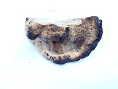 Spongipellis spumeus