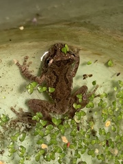 Kurixalus idiootocus