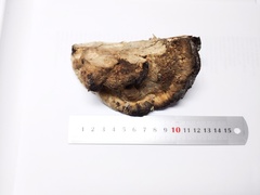 Spongipellis spumeus