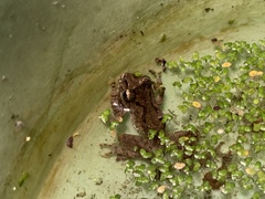 Kurixalus idiootocus