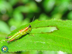 Chloropseustes