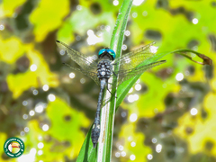 Micrathyria ocellata