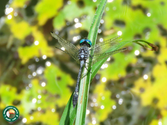 Micrathyria ocellata