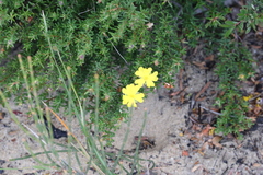 Hibbertia serpyllifolia