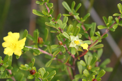 Hibbertia monogyna