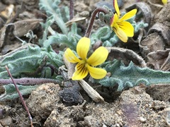 Viola pinetorum