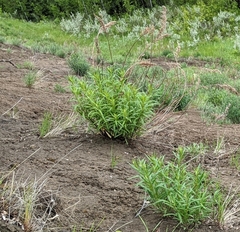 Artemisia longifolia
