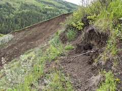 Artemisia longifolia