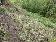 Artemisia longifolia