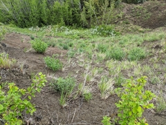 Artemisia longifolia
