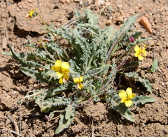 Viola pinetorum