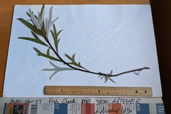 Artemisia longifolia