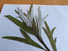 Artemisia longifolia