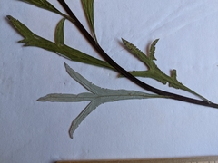 Artemisia longifolia