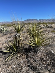 Yucca baccata brevifolia