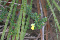 Hibbertia serpyllifolia