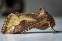 Thysanoplusia orichalcea