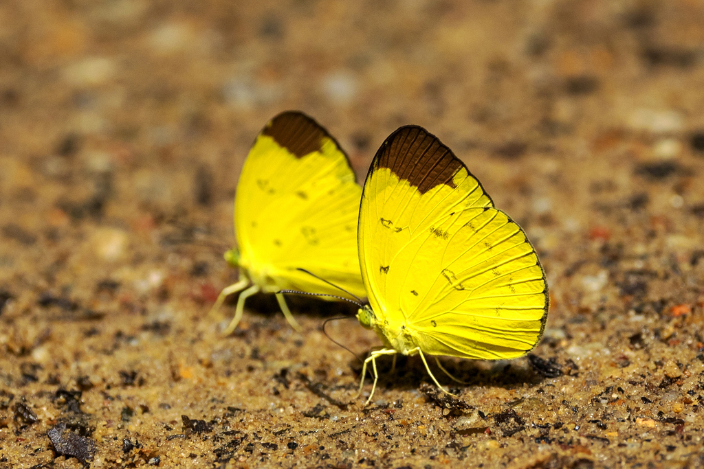 Chocolate Grass Yellow