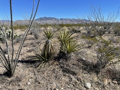 Yucca baccata brevifolia