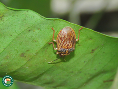 Antiteuchus sepulcralis