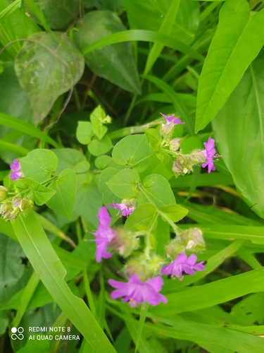 Image of Mirabilis violacea by (c) Ileana Herrera, some rights reserved (CC BY)