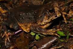 Macrogenioglottus alipioi