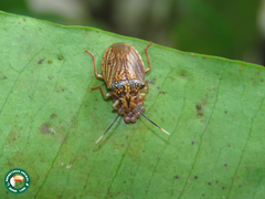 Antiteuchus sepulcralis