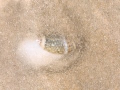 Agaronia gibbosa