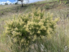 Searsia pyroides integrifolia
