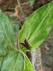 Micrathetis canifimbria