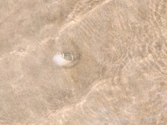 Agaronia gibbosa