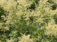 Searsia pyroides integrifolia