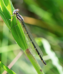 Enallagma cyathigerum