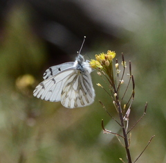 Pontia sisymbrii