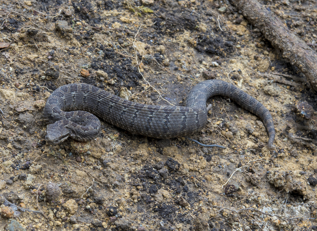 Mexican Dusky Rattlesnake