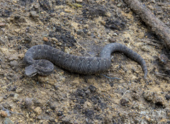 Crotalus armstrongi