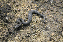 Crotalus armstrongi