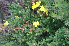 Hibbertia serpyllifolia