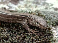 Podarcis guadarramae