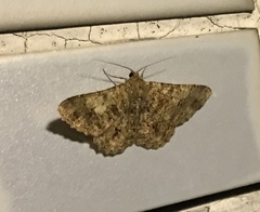 Racotis boarmiaria