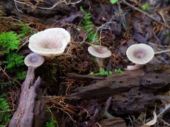 Lactarius griseus
