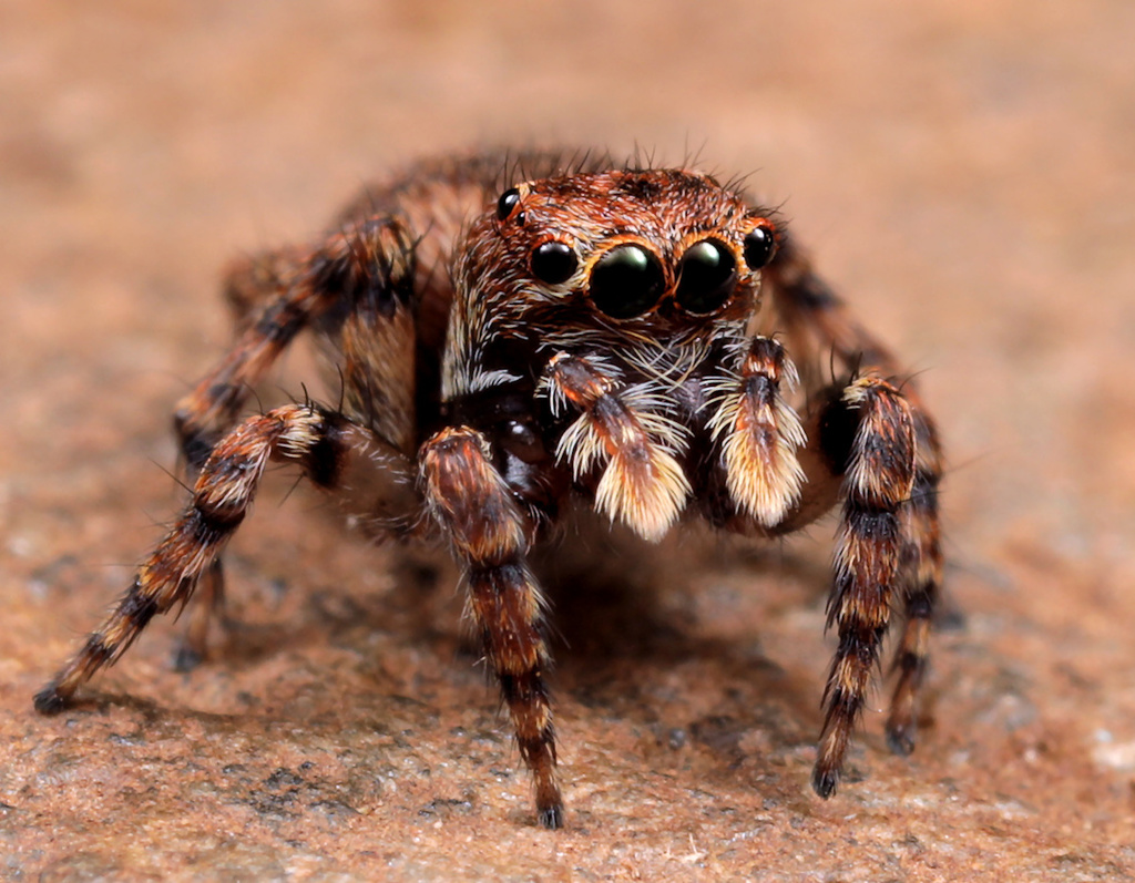 Aelurillus cristatopalpus