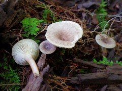 Lactarius griseus