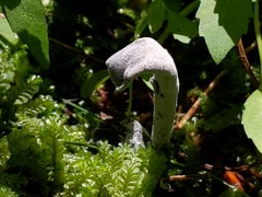 Hypomyces papulasporae