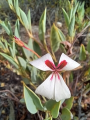 Pelargonium lanceolatum