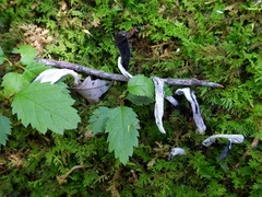 Hypomyces papulasporae