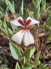 Pelargonium lanceolatum