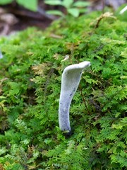 Hypomyces papulasporae
